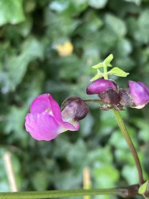 IMG_0241.jpeg