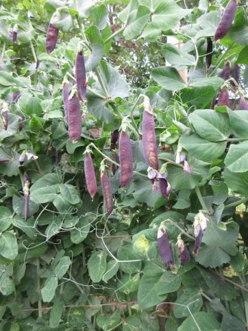 IMG_0564.JPG