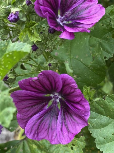 IMG_7744.jpeg