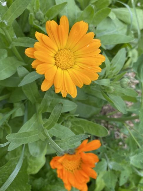 IMG_7768.jpeg
