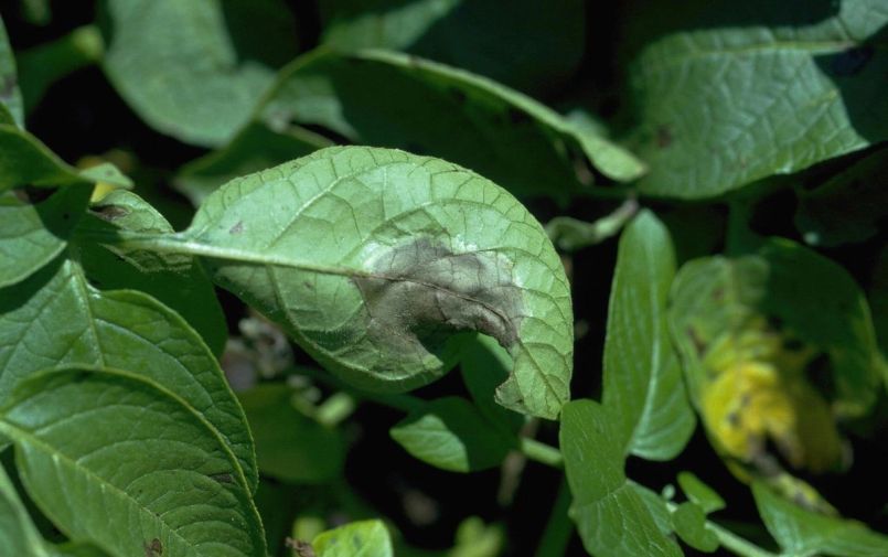 Late_blight_op_aardappel_blad.jpg