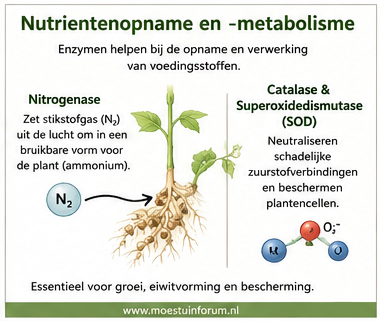Nutriëntenopname_en_-metabolisme.png