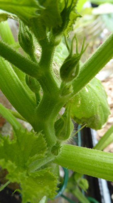 Courgette Ola Escaladora