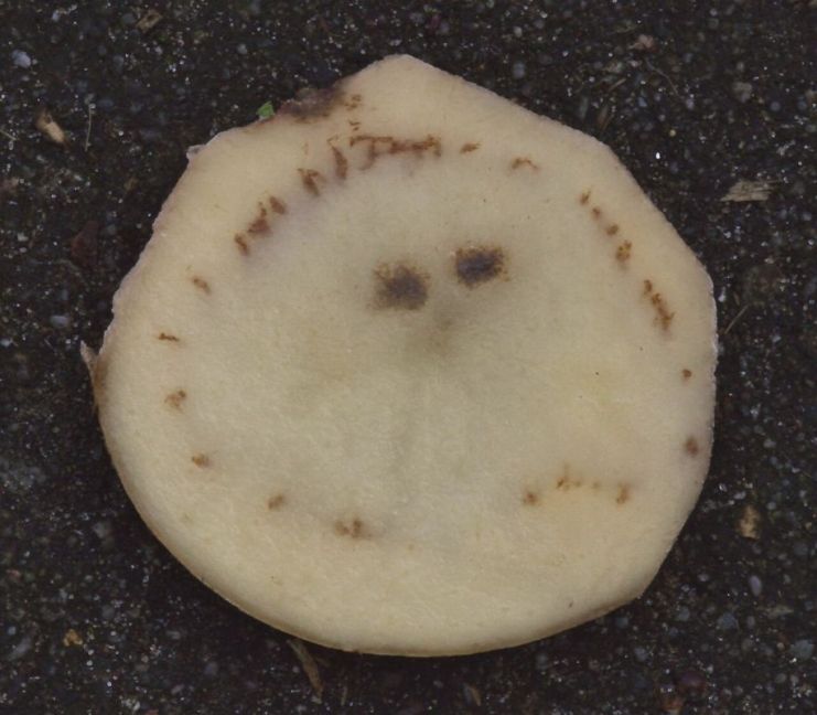 Phytophthora_infestans_,_Aardappelziekte.jpg