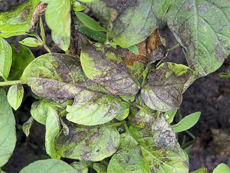 Phytophthora_infestans_potato_Parel,_aardappelziekte_Parel.jpg