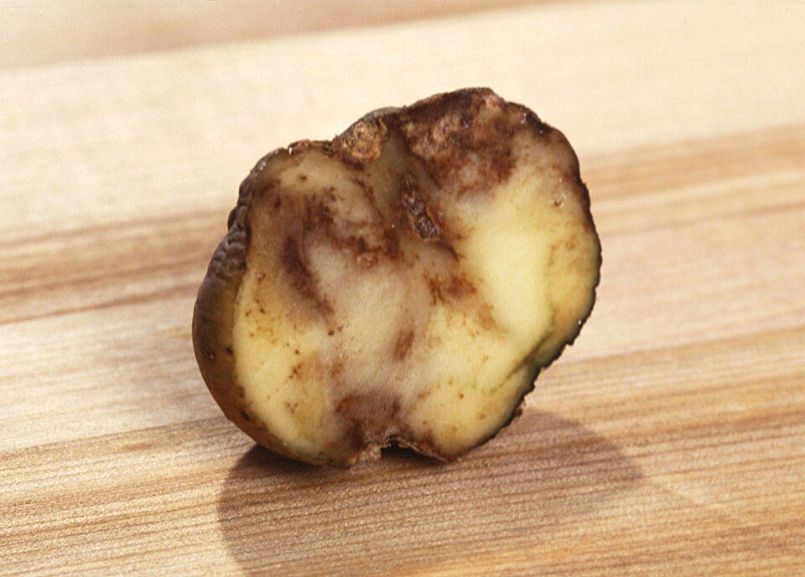 Phytophtora_infestans-aardappel.jpg