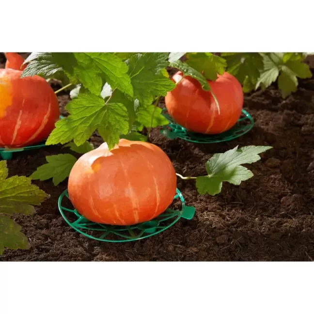 Pompoen rijper.webp