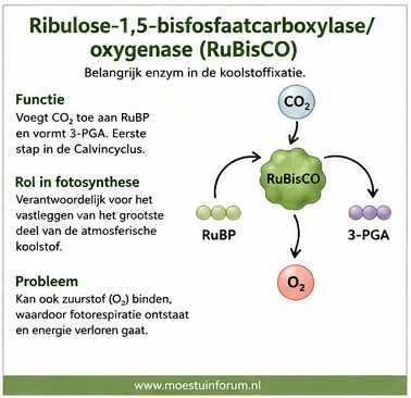 Ribulose-1,5-bisfosfaatcarboxylase_oxygenase_(RuBisCO).png