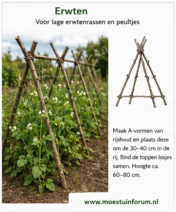 Rijshout_Erwten.png Rijshout_Erwten.png