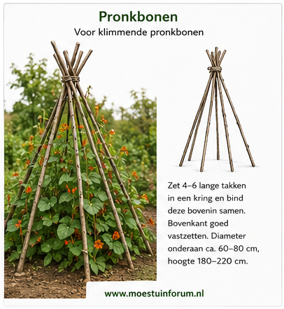 Rijshout_Pronkbonen.png Rijshout_Pronkbonen.png