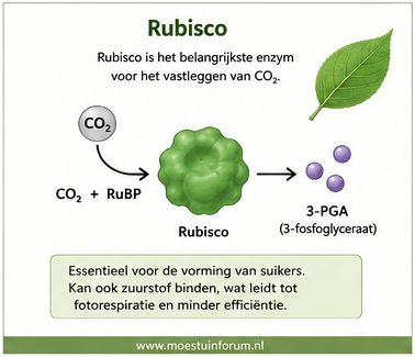 Rubisco.png