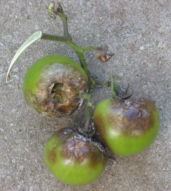 Tomaat_Phytophthora.jpg