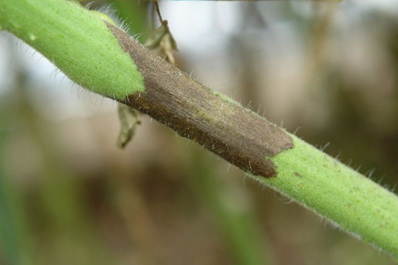 Tomaat_late_blight_op_stengel.jpg