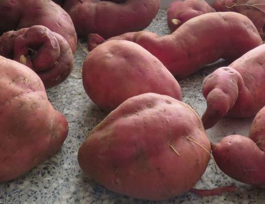 Zoete_aardappel.jpeg