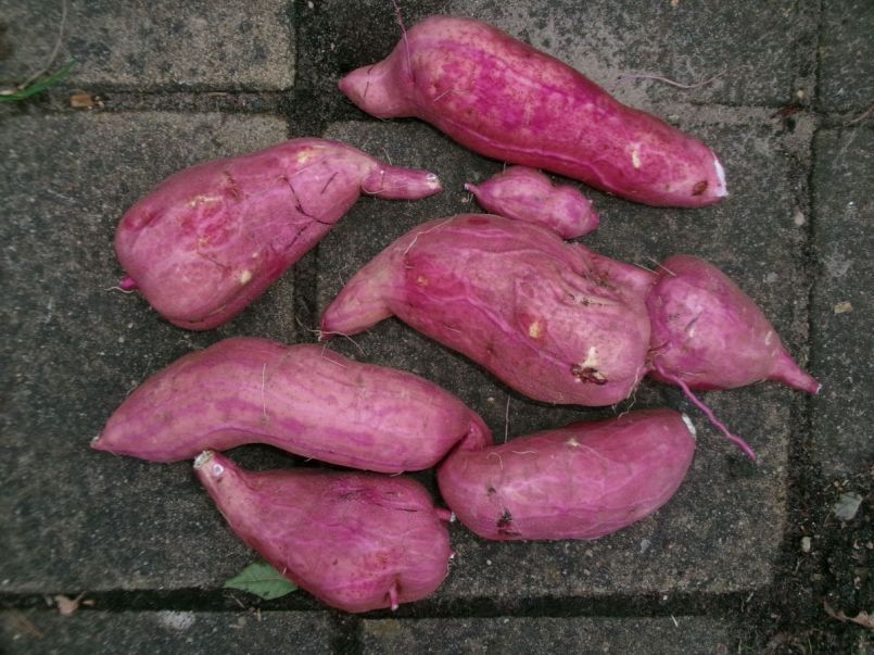 Zoete_aardappel_02.jpeg