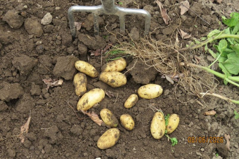 aardappel26_6.JPG