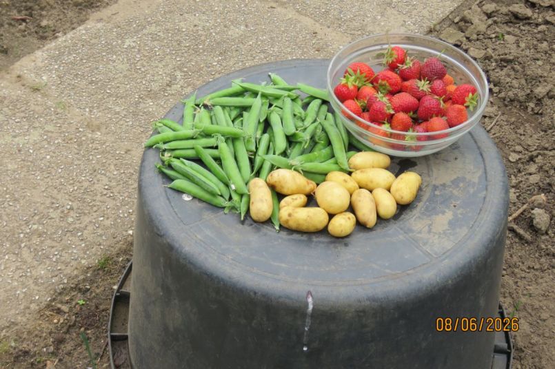 aardappel26_7.JPG