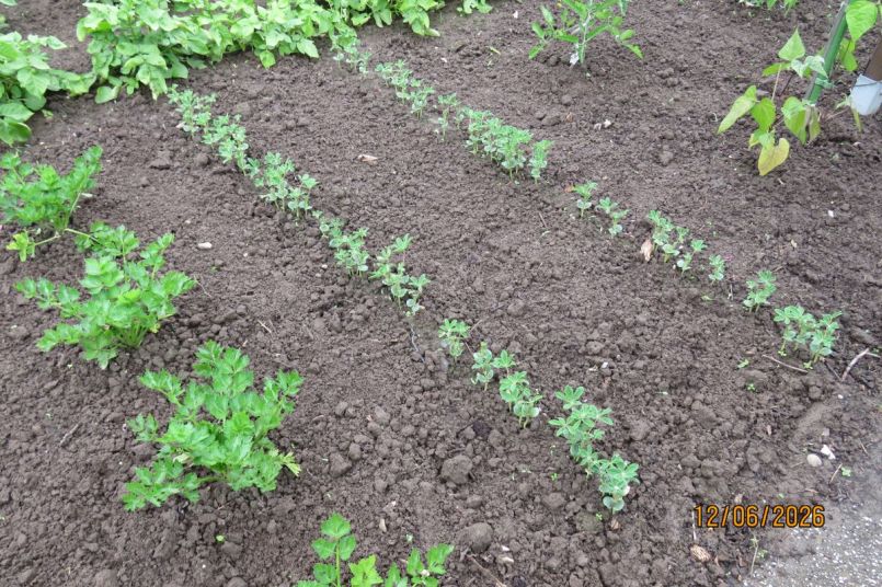 lupine26_2.JPG
