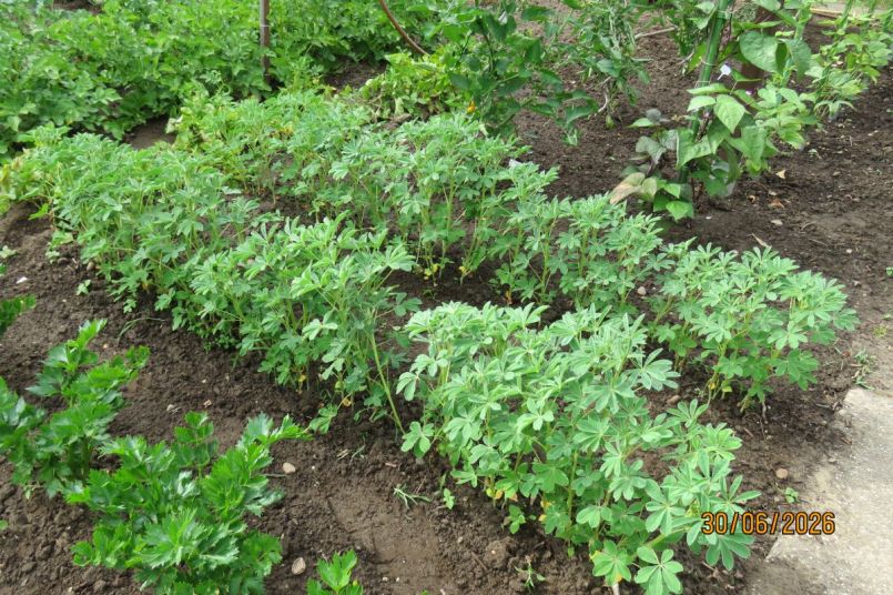 lupine26_3.JPG
