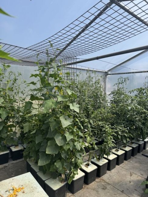 pepers komkommers, augurk, tomaten en paprika begin juni 3036.jpg