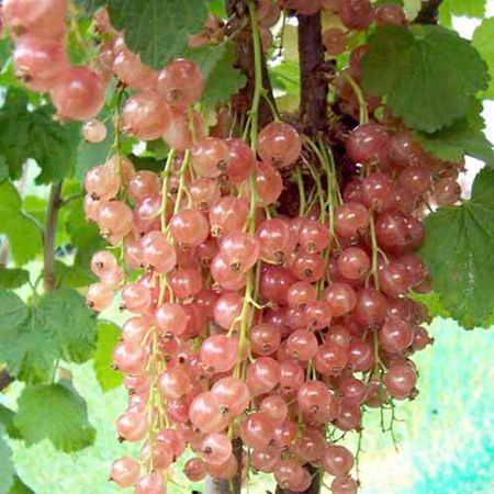 roze_aalbes.jpg roze_aalbes.jpg