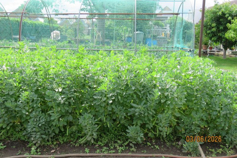 tuinboon2026_10.JPG