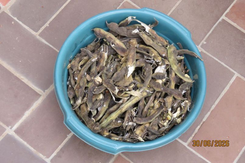 tuinboon2026_13.JPG