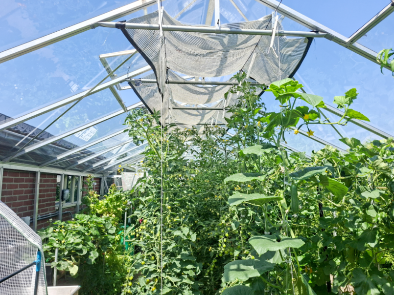 02 Tomaten 2026-06-25 01.png