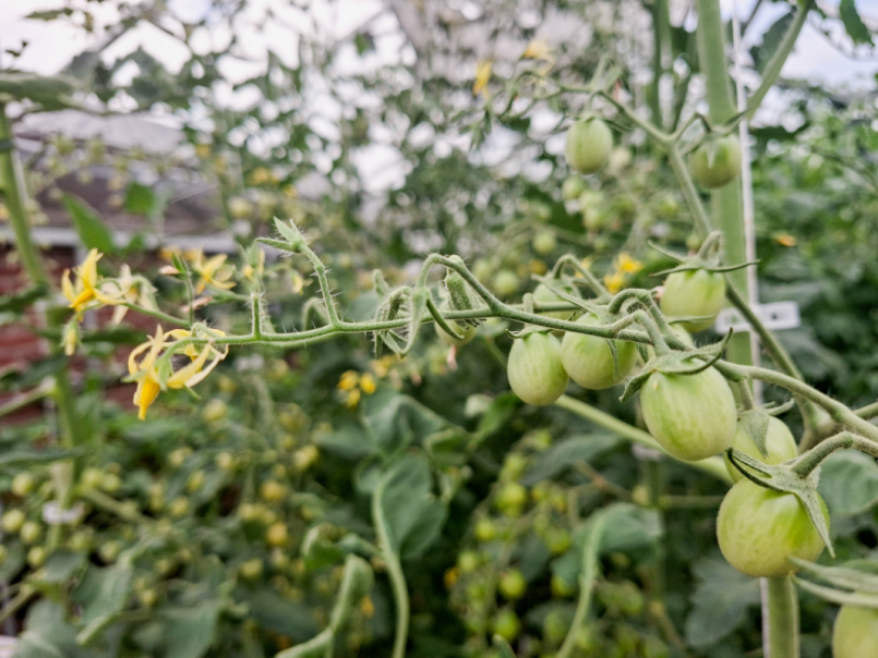 03 Tomaten 2026-06-28 17 Slechte zetting.png