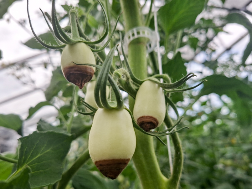 04 Tomaten 2026-06-28 16 Neusrot Eduardo.png