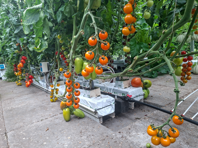 05 Tomaten 2026-06-28 01.png