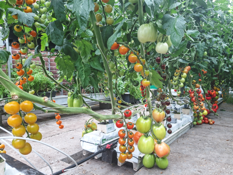 06 Tomaten 2026-06-28 02.png