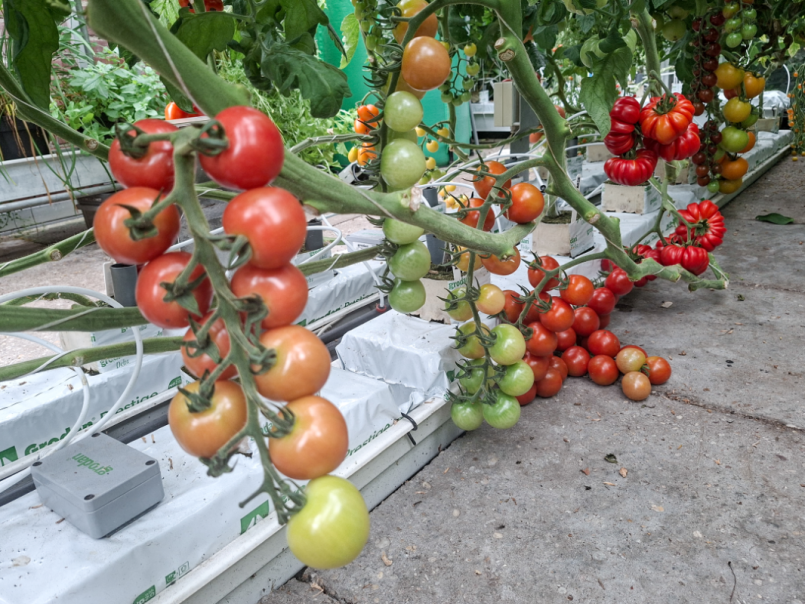 07 Tomaten 2026-06-28 14.png