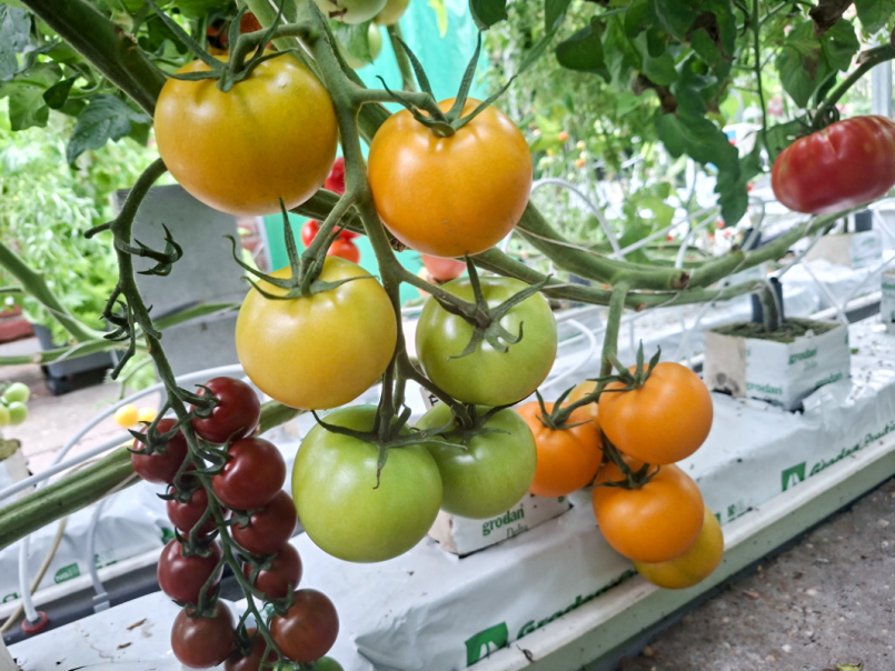 08 Tomaten 2026-06-28 15 Solena Choco en Bolzano.png