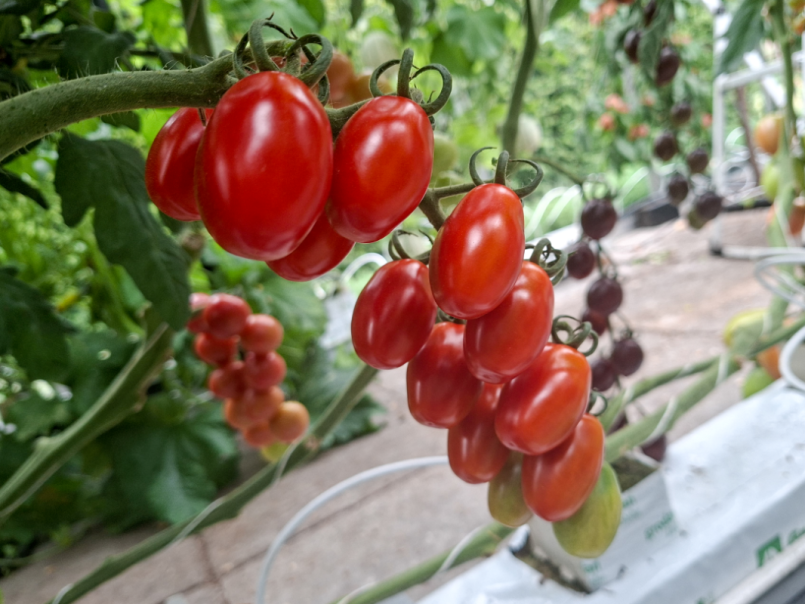 09 Tomaten 2026-06-28 06 Zuccherino.png