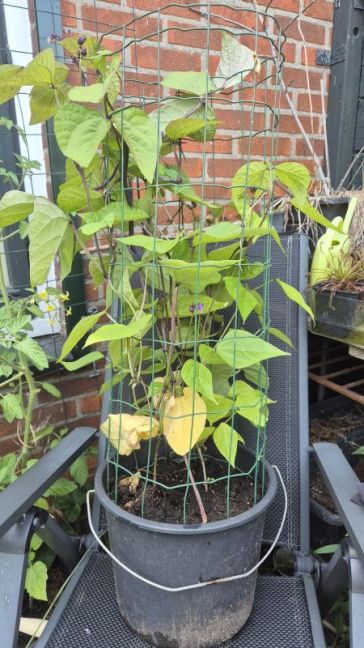 20260710_Wplant1.jpg