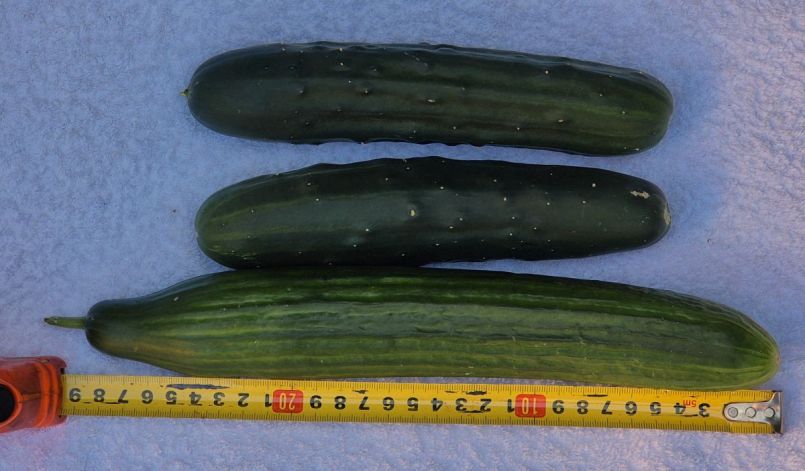 20260729_Marketmore_vgl_Kaskomkommer.jpg