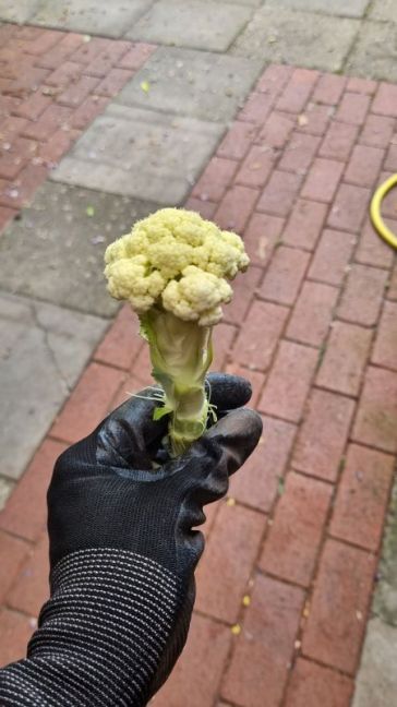 Bloemkool geoogst.jpg