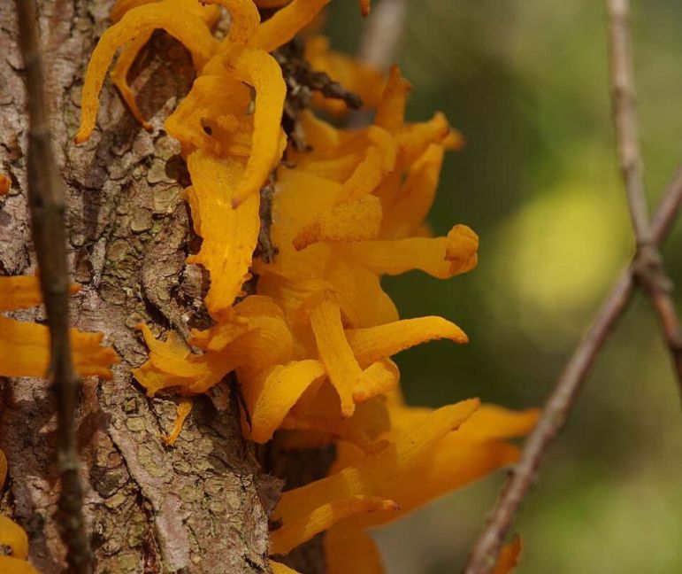 Gymnosporangium_Jeneverbesjpg.jpg