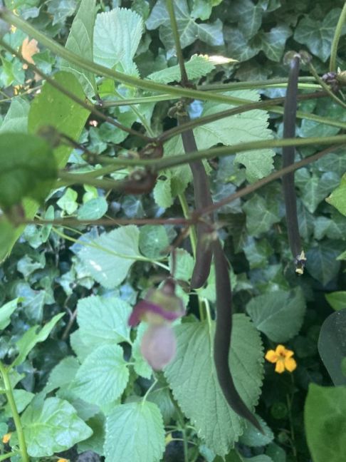 IMG_0771.jpeg