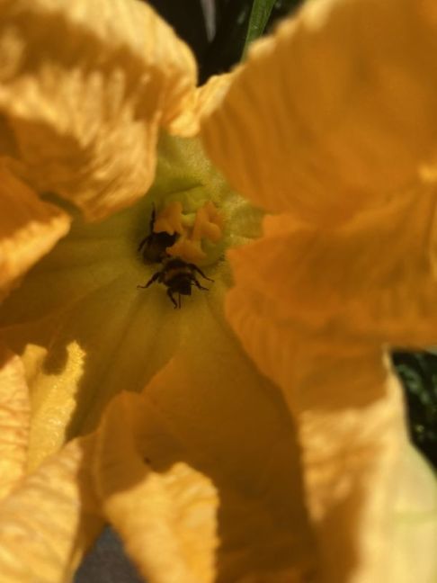 IMG_0805.jpeg