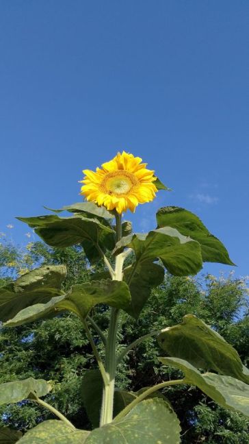 IMG_20260728_075655.jpg