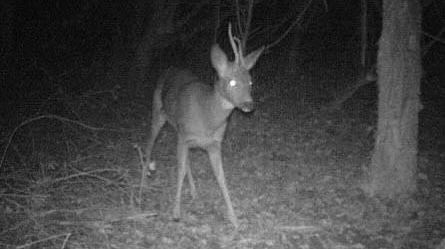 IMG_4116.jpeg
