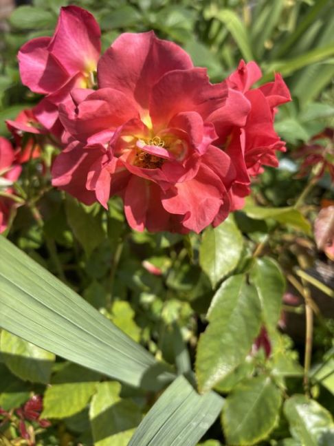 IMG_8245.jpeg