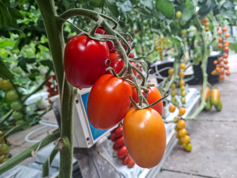 Tomaten 2026-06-28 05 Nagina.png
