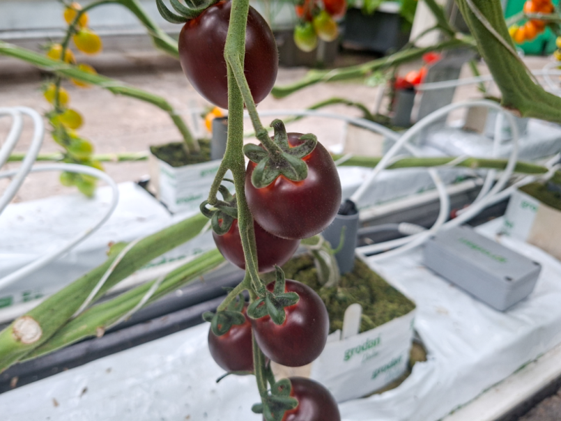Tomaten 2026-06-28 13 Nightshade.png