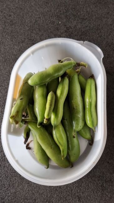 Tuinbonen.jpg
