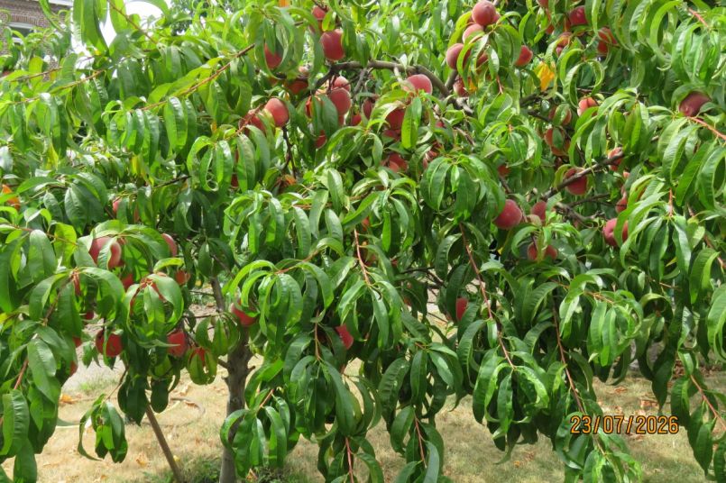 perzik2026_13.JPG