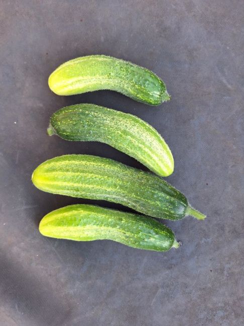 20260720_185505.jpg