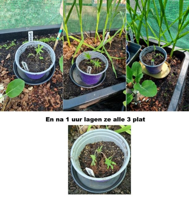 3 stuks tijdelijk in kas.jpg